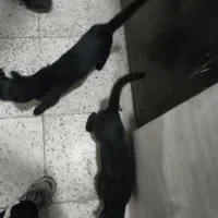 گربه / گربه سیاه / گربه خانگی|گربه|تویسرکان, |دیوار