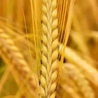 گندم برای شخم زدن