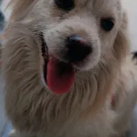 سگ خونگی نژاد شیدزو