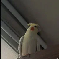 عروس هلندی ماده
