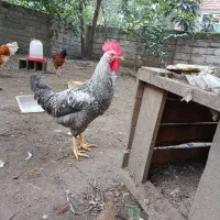 فروش جوجه خروس سالم و سرحال نژاد دار