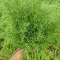 شوید|گل و گیاه طبیعی|رامهرمز, |دیوار