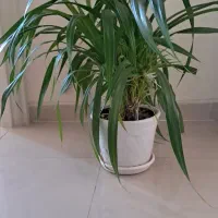 گل با گلدان