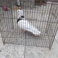 سلام ۲ تا کفتر ماده طوقی کاکول