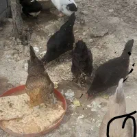 مرغ