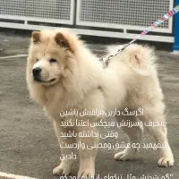 مژدگانی،یابنده سگ گمشده
