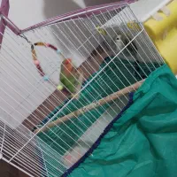 فروش پرنده|پرنده|همدان, |دیوار