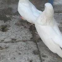 کبوتر سفید بسیار بسیار کشیده|پرنده|دهلران, |دیوار