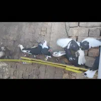 دست کفتری خوب جفتی ۵۰۰