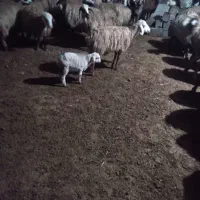 میش بره دار