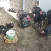 بوقلمون برنزه کاملا  اورگانیک بابهترین دان پرواری|حیوانات مزرعه|مشهد, سیلو|دیوار