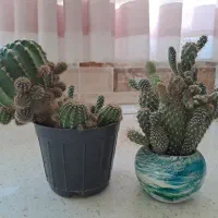 گلدانهای کاکتوس
