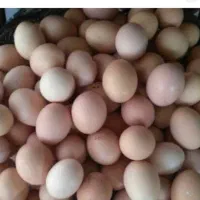 تخم مرغ محلی