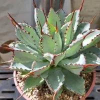 کاکتوس کلکسیونی و بازاری|گل و گیاه طبیعی|تهران, تهرانسر شرقی|دیوار