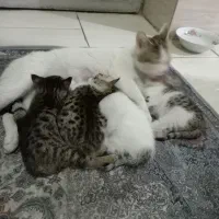 گربه مادر همراه با 4 تا بچه|گربه|ارومیه, |دیوار