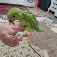 جوجه ملنگو|پرنده|سرپل ذهاب, |دیوار