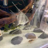 دیسکس ۲ اینچ و آنجل|ماهی|تبریز, |دیوار