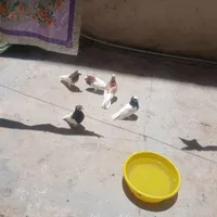 طوقی