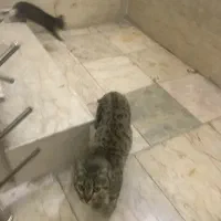 واگذاری گربه مادر باردار و ۴ بچه گربه رایگان کرج|گربه|کرج, گلستان|دیوار