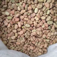 باقالی حدود ۵۰۰کیلو موجود هست|عمده‌فروشی|سراب, |دیوار