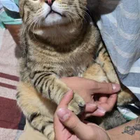 گربه یکساله domestic short hair|گربه|تهران, باغ فیض|دیوار