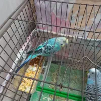 مرغ عشق|پرنده|رباطکریم, الارد|دیوار