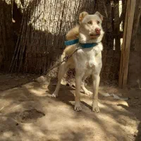 واگذاری سگ گله