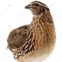 بلدرچین