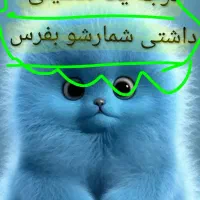 عکس گربه ببین مولا