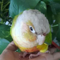 گرینچیک فول رام و دستی|پرنده|شاهرود, |دیوار