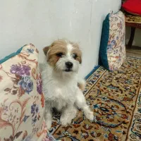 فروشی|سگ|کرج, حیدرآباد|دیوار