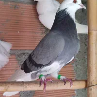 فروش کبوتر|پرنده|ساری, |دیوار