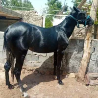 مادیان ترکمن