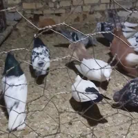 کبوتر رنگی|پرنده|سوسنگرد, |دیوار