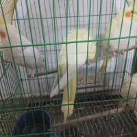 عروس هلندی