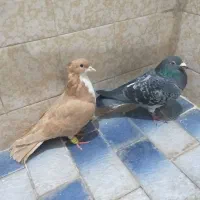 کفتر|پرنده|تربت‌حیدریه, ۴۵ متری|دیوار