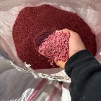 گندم ابی سایسون