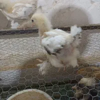 تخم نطفه دار و جوجه برهما
