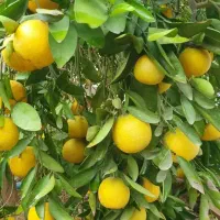 فرصتی-استثنایی-برای-باغ-دار-شدن-اقساط-تهاتر