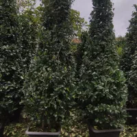 یاس هلندی|گل و گیاه طبیعی|کلاچای, |دیوار