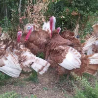 بوقلمون|حیوانات مزرعه|مریوان, |دیوار