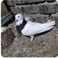 20تاکبوترفروشی