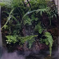 پالوداریوم رومیزی