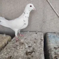 سرور طوقی