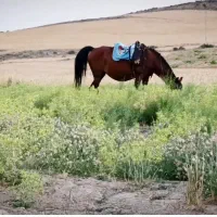 مادیان ترکی قدیمی