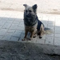 پاکوتاه ماده ۸ ماهه