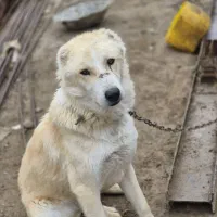 سگ نگهبان مناسب کارگاه و حیاط و باغ