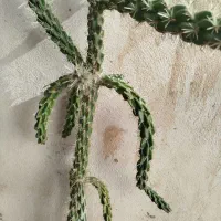 حراج گلدان با گل فقط  صد