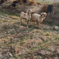 سه تا چپش نر