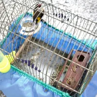 سهره یک ماه قفس نرو یک سهره قناری نر|پرنده|کنگاور, |دیوار